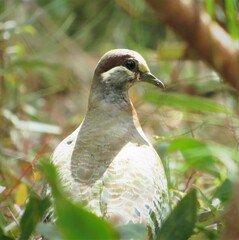 Phaps elegans
