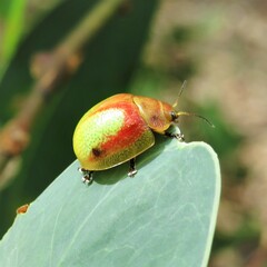 Paropsisterna pictipes