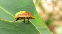 Paropsisterna pictipes