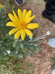 Euryops pectinatus