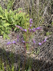 Limonium vulgare