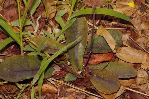 Launaea rarifolia image