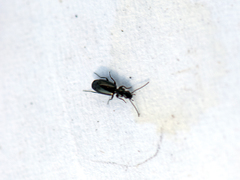 Microlestes