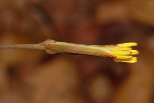 Launaea rarifolia image