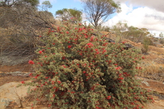 Kunzea pulchella