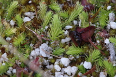 Brownseya serpentina