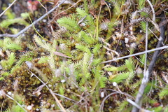 Brownseya serpentina