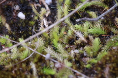 Brownseya serpentina