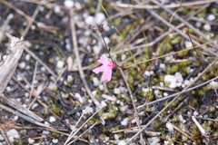 Utricularia multifida