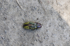 Euplectalecia pulverulenta