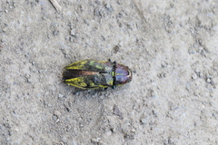 Euplectalecia pulverulenta