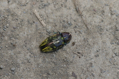Euplectalecia pulverulenta