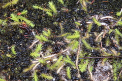 Brownseya serpentina