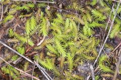 Brownseya serpentina