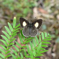 Candalides xanthospilos