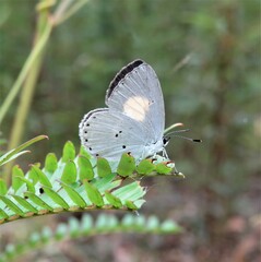 Candalides xanthospilos