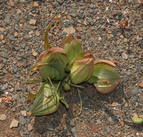 Colchicum volutare