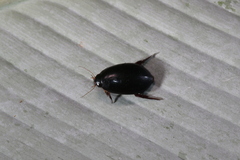 Megadytes