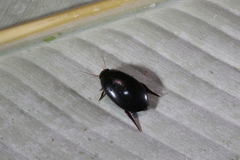 Megadytes