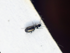 Microlestes