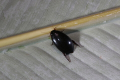 Megadytes