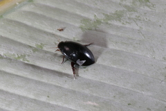 Megadytes