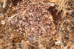 Psora decipiens