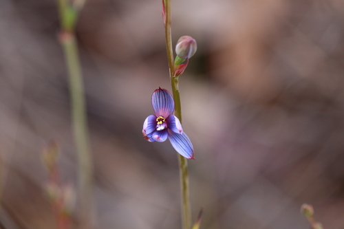 Image of Thelymitra canaliculata by (c) Hugo Innes, some rights reserved (CC BY)