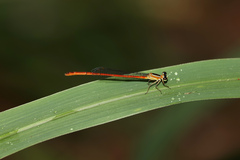 Argiocnemis rubescens