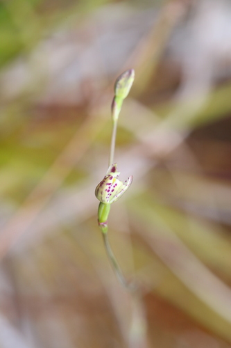 Swamp Sun Orchid (Thelymitra cucullata)
