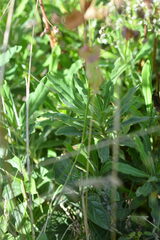 Euphorbia amygdaloides