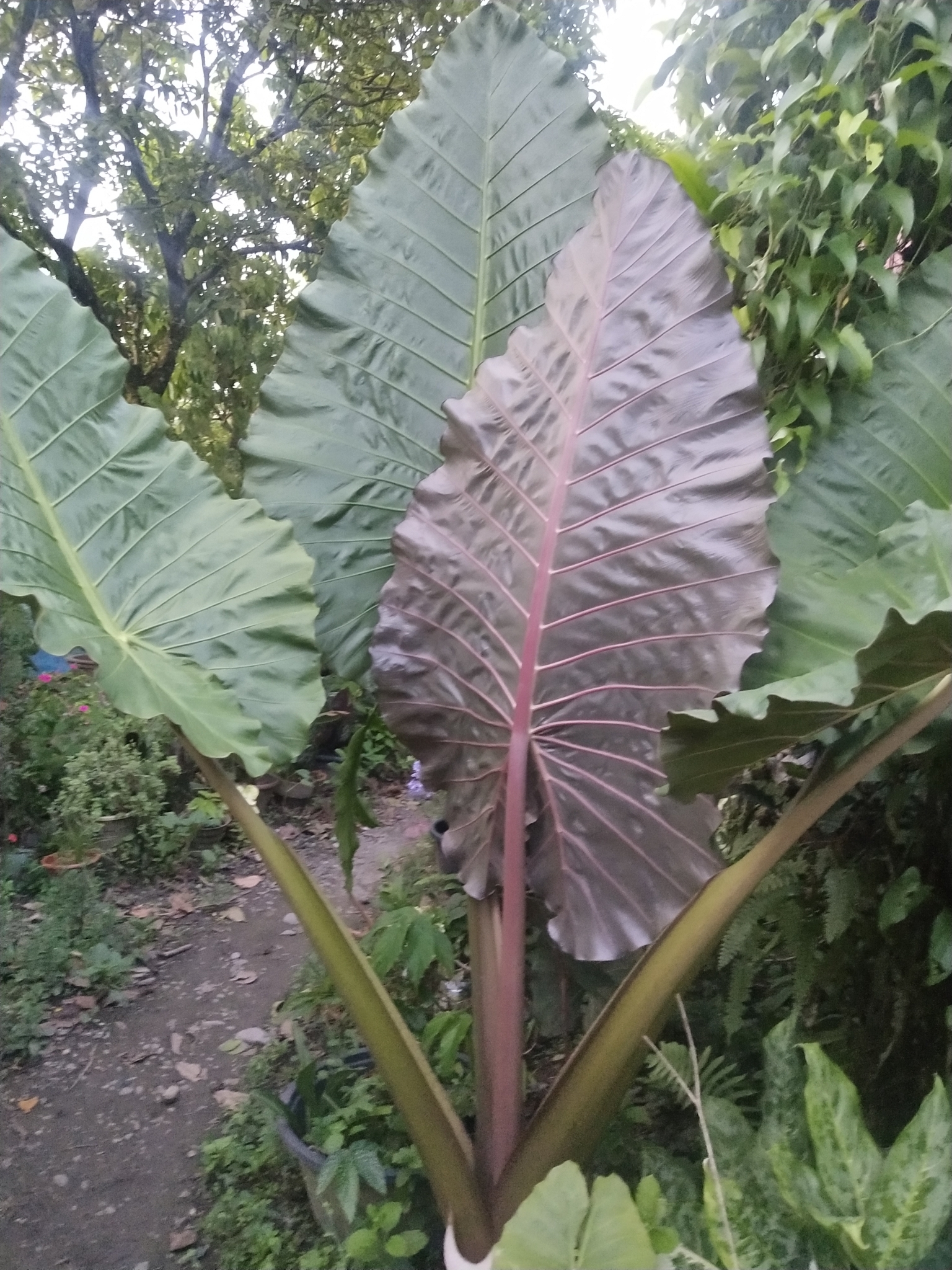 Alocasia macrorrhiza