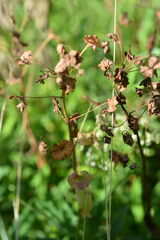 Euphorbia amygdaloides