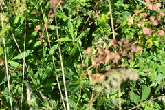 Euphorbia amygdaloides