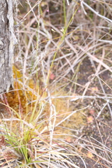 Thelymitra cucullata