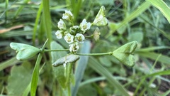 Capsella bursa-pastoris