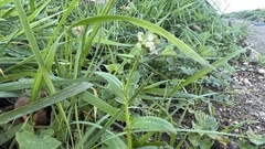 Capsella bursa-pastoris