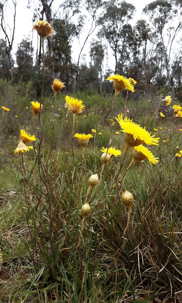 Showy Copperwire Daisy from Ben Bullen State Forest, Lidsdale NSW 2790
