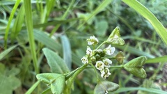 Capsella bursa-pastoris