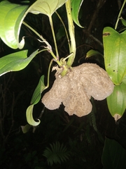 Dioscorea alata