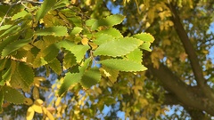 Ulmus minor