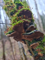 Phellinopsis lonicericola