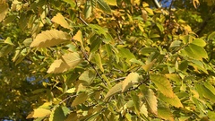 Ulmus minor