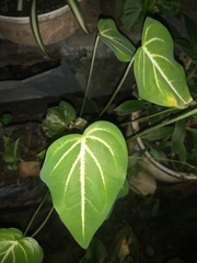 Anthurium crystallinum