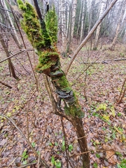 Phellinopsis lonicericola