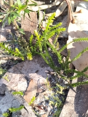 Selaginella uliginosa