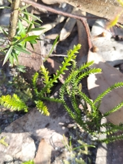 Selaginella uliginosa