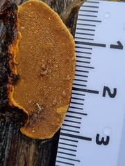 Phellinopsis lonicericola