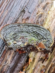 Phellinopsis lonicericola