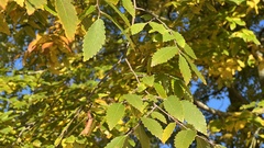 Ulmus minor